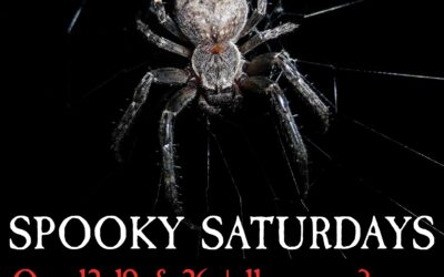 Spooky Saturdays at Museum of York County